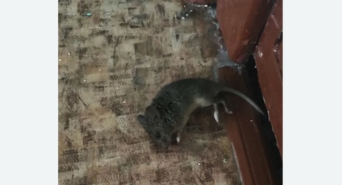 Дезинфекция от мышей в Восточном районе Москвы