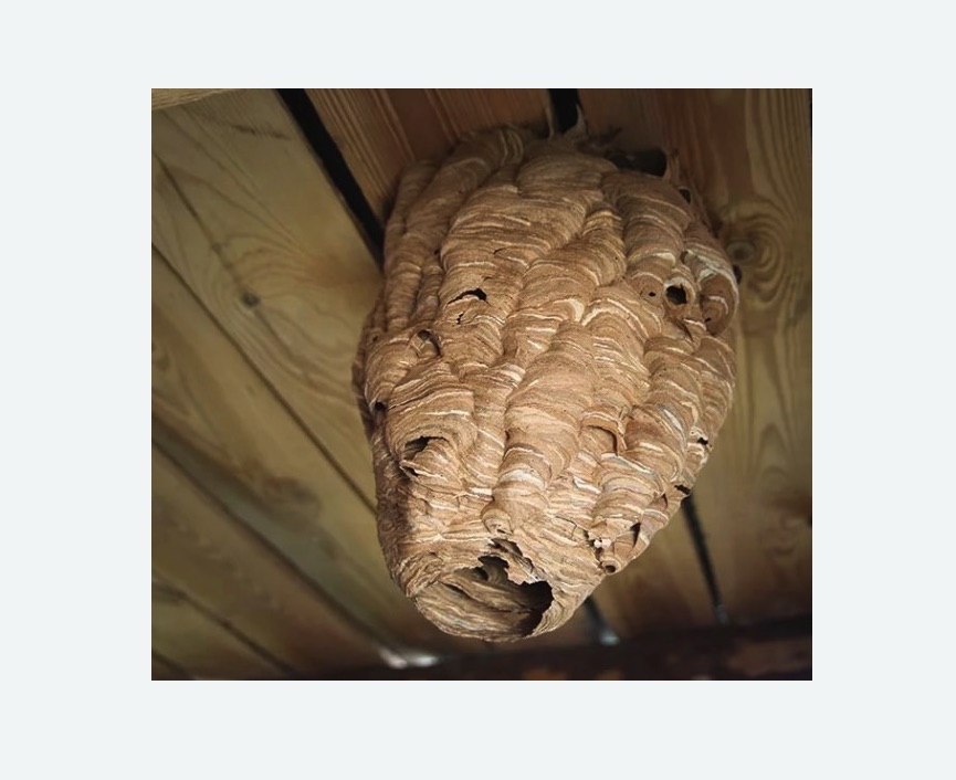 обработка от шершней в Восточном районе Москвы