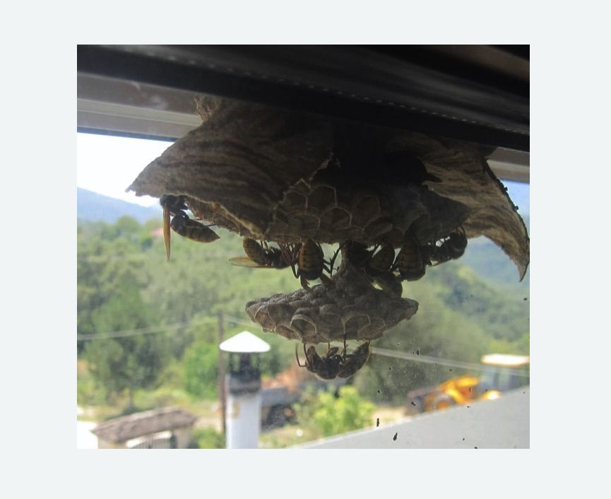 Уничтожение гнёзд шершней в Восточном районе Москвы