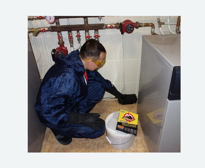 Уничтожение крыс Уничтожение крыс в Восточном районе Москвы