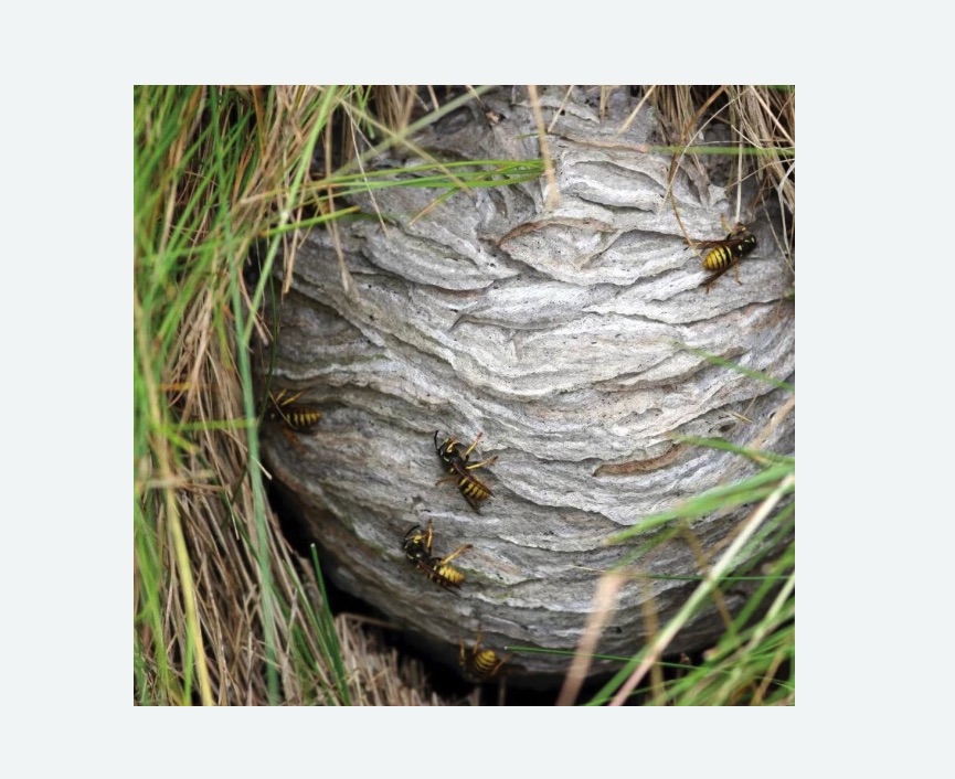 Уничтожение ос и ульев Уничтожение ос и ульев в Восточном районе Москвы